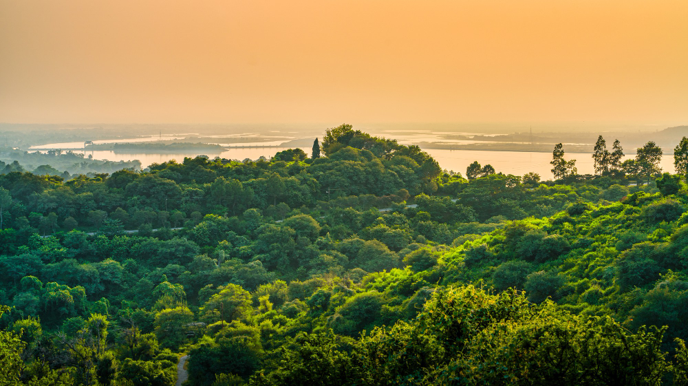 Carbon stored globally by plants is shorter-lived
