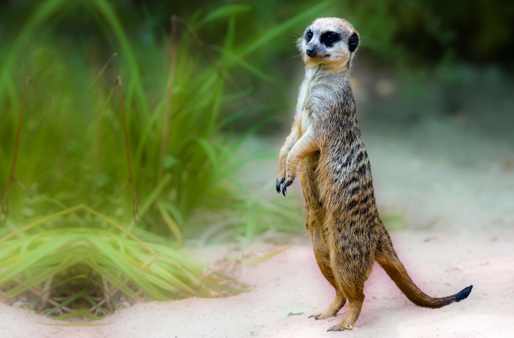 Waarom bestaan er geen dieren met drie poten?