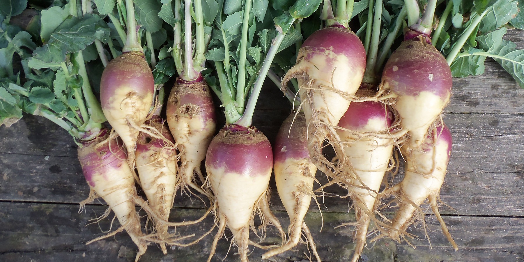 Privacy Policy, SMS Policy, & Accessibility - SeedSavers