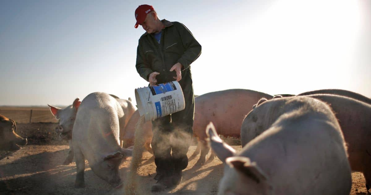 Illegal Manure Pollution in Water — and Cancer — on the Rise in Iowa