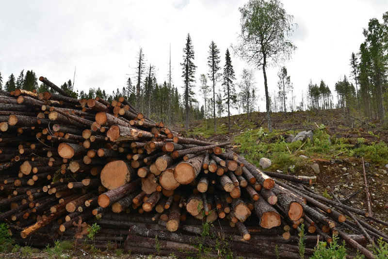 Skogar av reservatsklass avverkade av SCA i Ånge kommun - Skydda Skogen