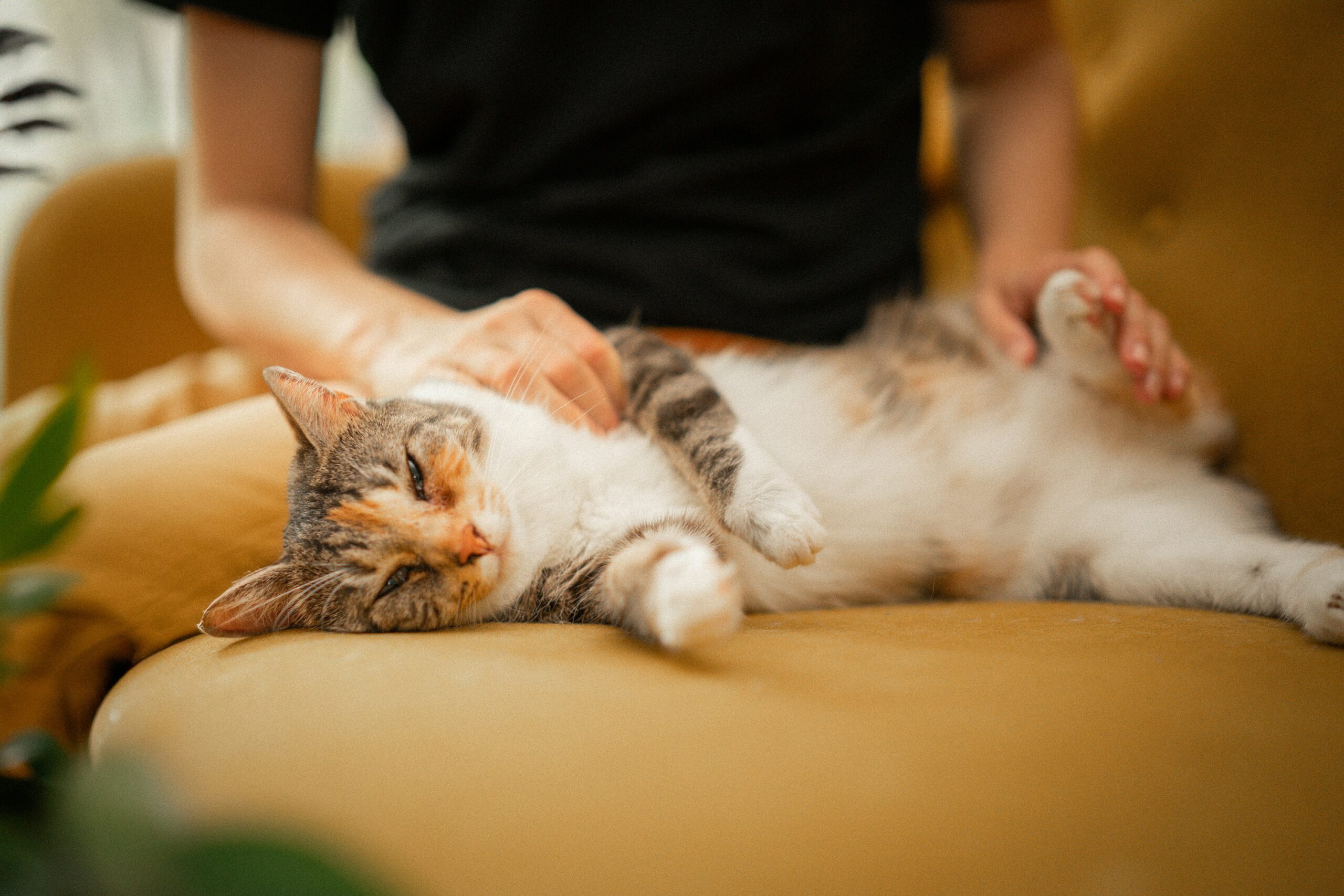 Warum Schnurren mehr über Katzen sagt als jedes Miauen