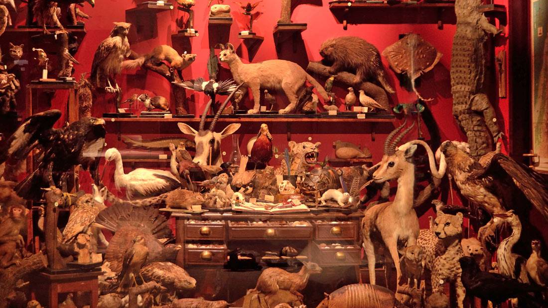 The Father Schmitz Collection - The Steinhardt Museum of Natural History