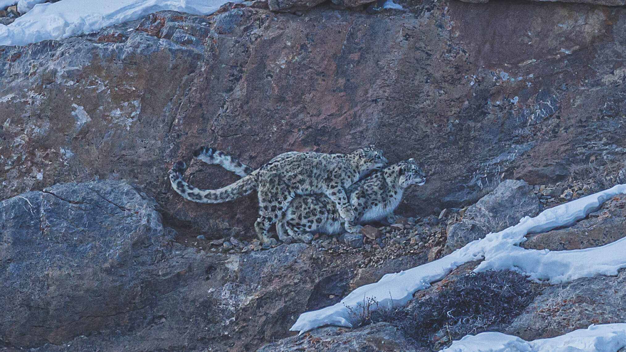 Snow Leopard cover