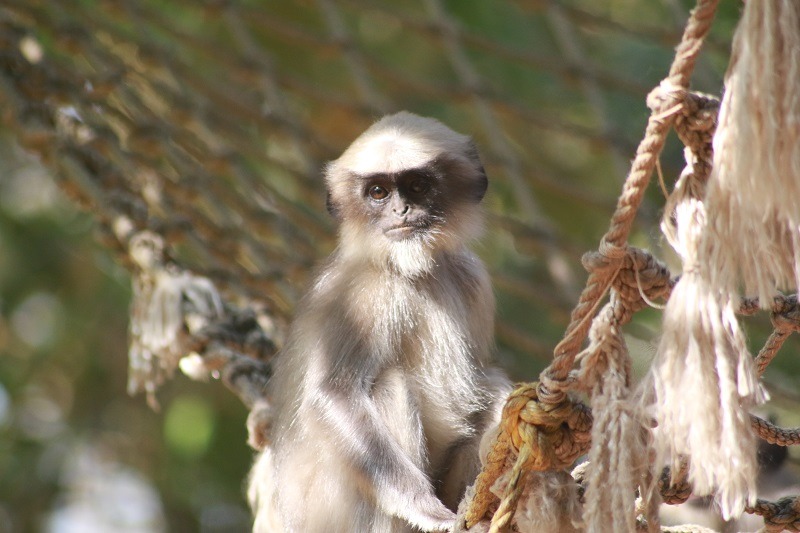Things To Do in Dandeli (2024) - Solopassport