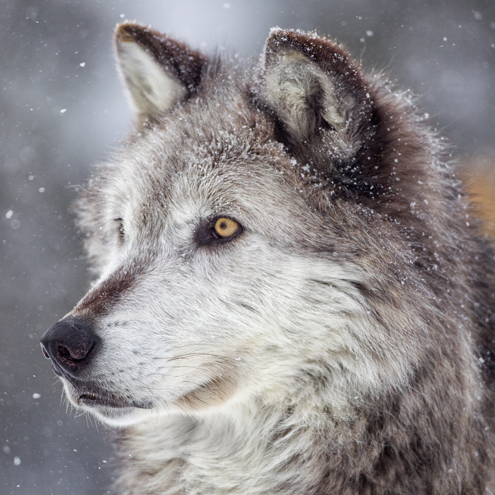 Countdown to coexistence: CSU working to support Colorado livestock producers as wolves reenter state | Colorado State University