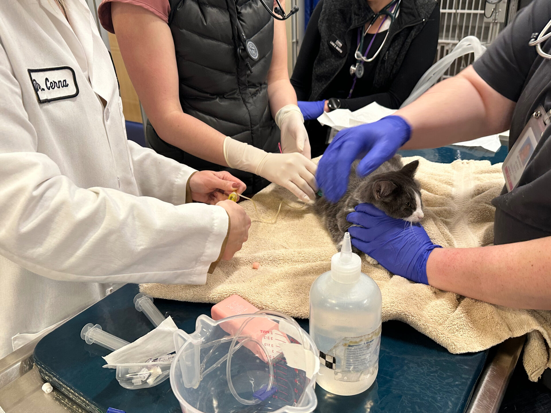 CSU study demonstrates effective treatment for deadly cat disease | Colorado State University