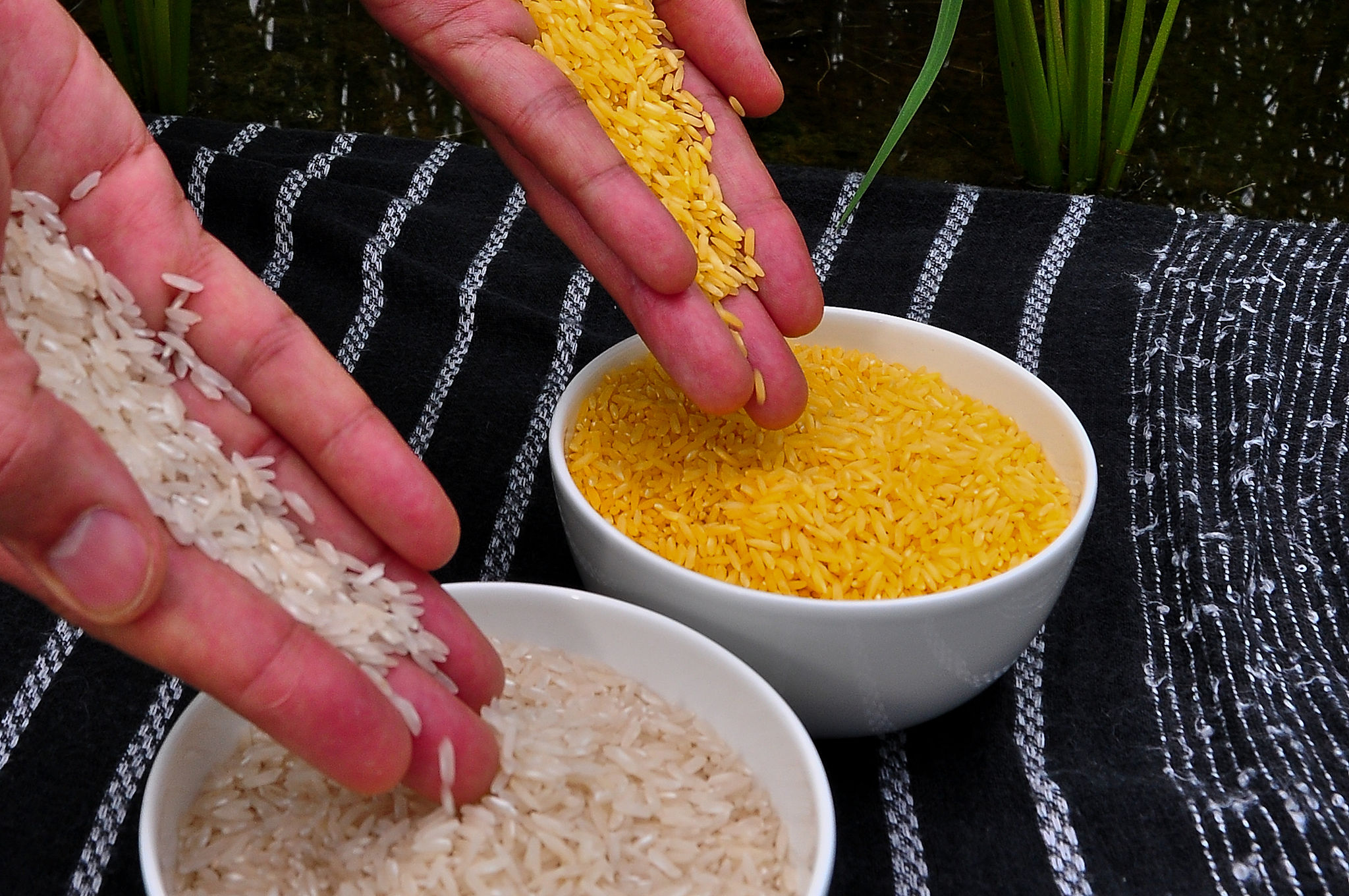 Genetically modified Golden Rice falls short on lifesaving promises - The Source - WashU