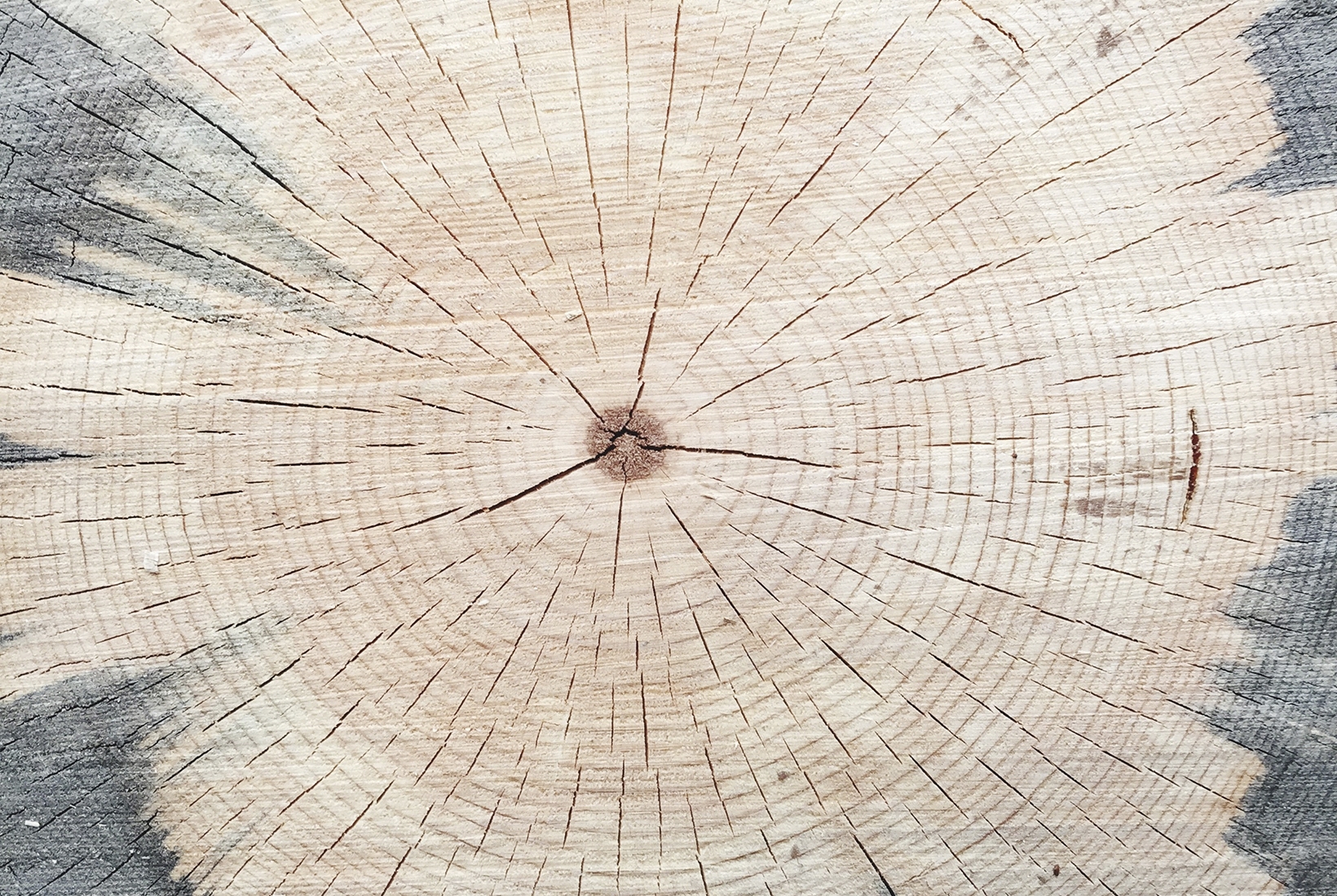 Tree-ring analysis has solved many historical mysteries | The Spectator