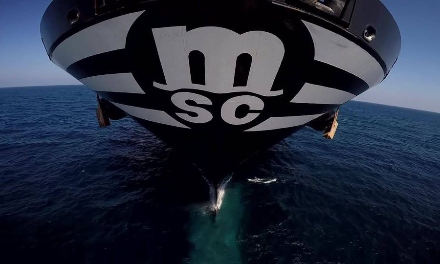 MSC strikes 45-year deal for Nigerian box terminal - Splash247