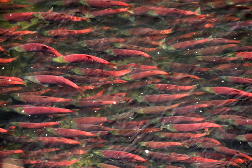Save Bristol Bay and protect America's largest salmon runs | Trout Unlimited