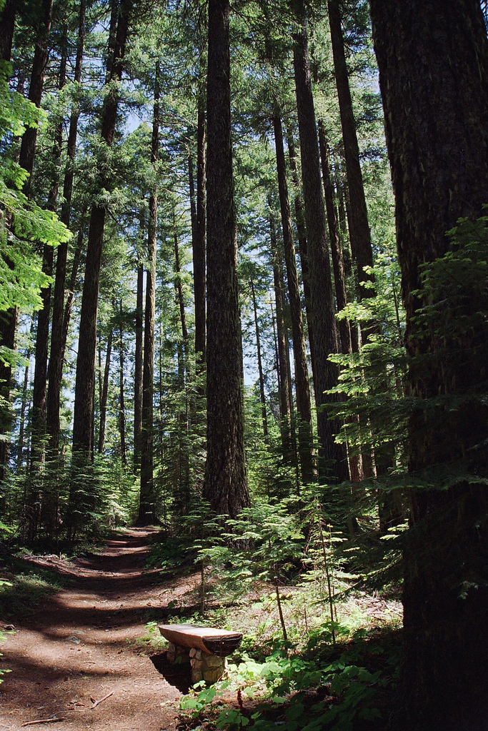 Oregon State Soil | Jory Soil