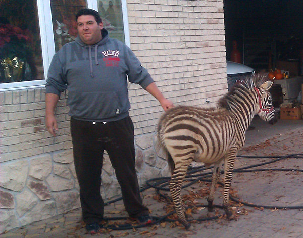 Runaway Zebra of Staten Island Cavorts With Pony - The New York Times