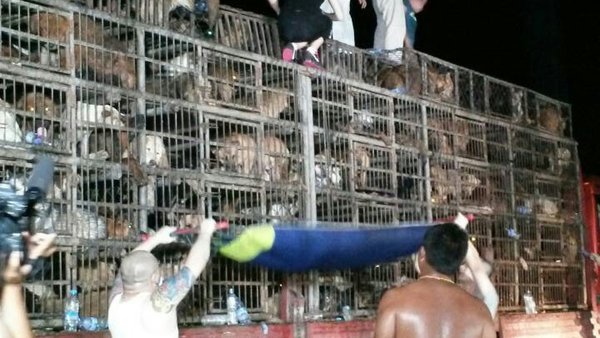 Animal Welfare Advocates Notch a Win Against Dog Traders - The New York Times