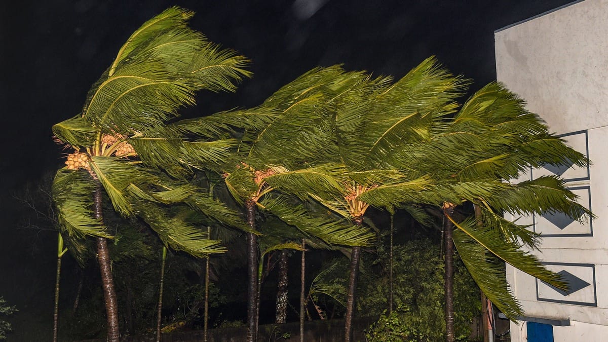 Planting a trillion trees will not stop climate change