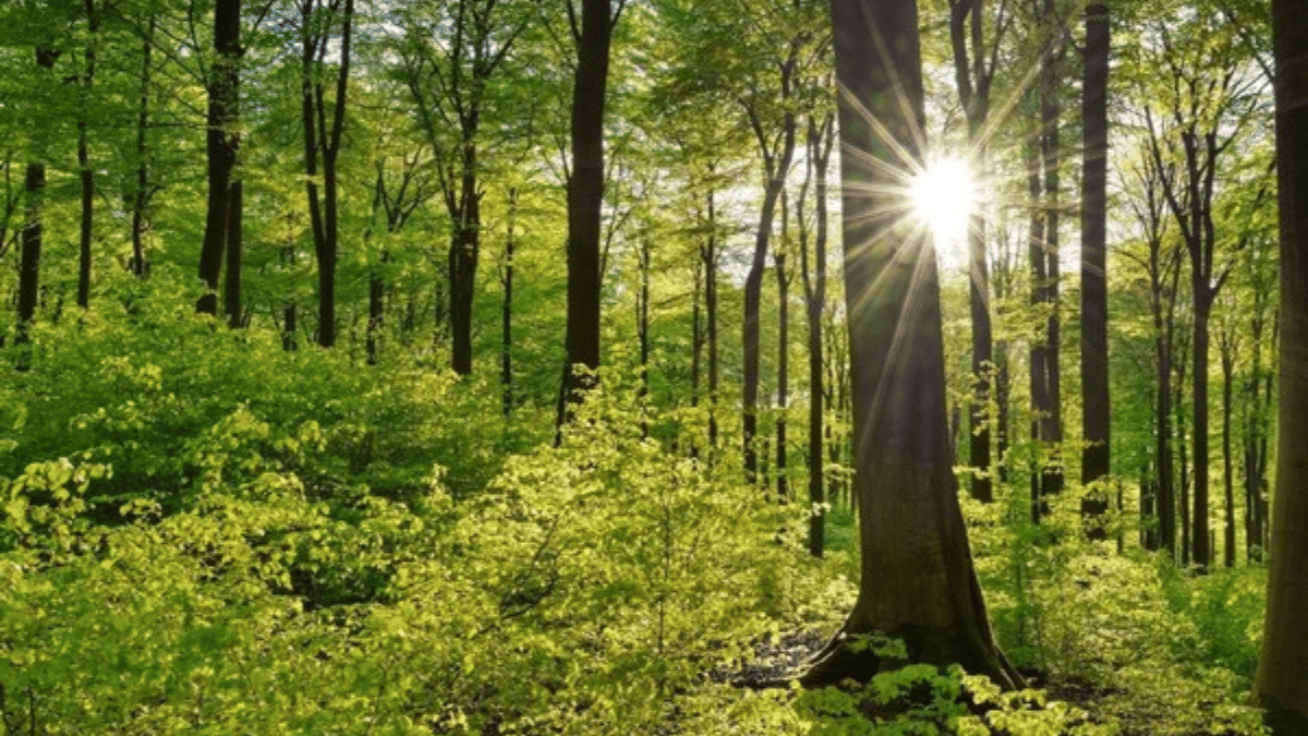 Ambulances for plants are taking root in India. Traffic give way, trees need first aid