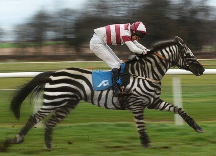 Two-Year Old Zebra Hybrid to Compete in Kentucky Derby - The Zebra-Good News in Alexandria