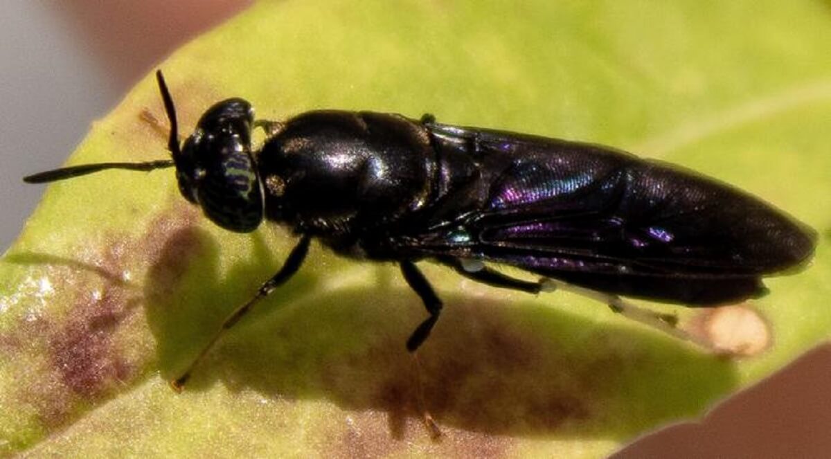 From pests to plastic: Scientists could soon turn flies into biodegradable goods
