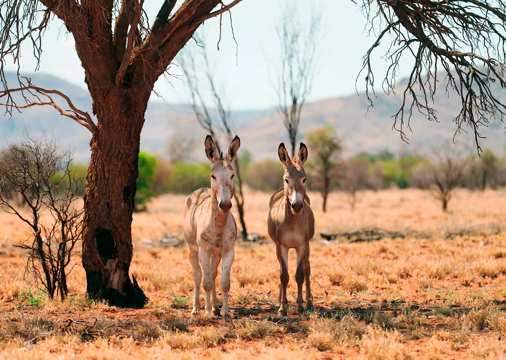 ‘We are really in for the fight of our lives, where surely, all life matters’ - SUMAÚMA