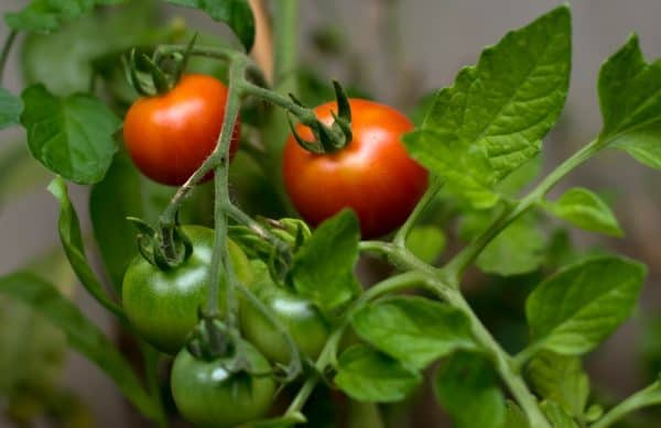 Så mycket bättre är vegansk kost för klimatet - Supermiljöbloggen