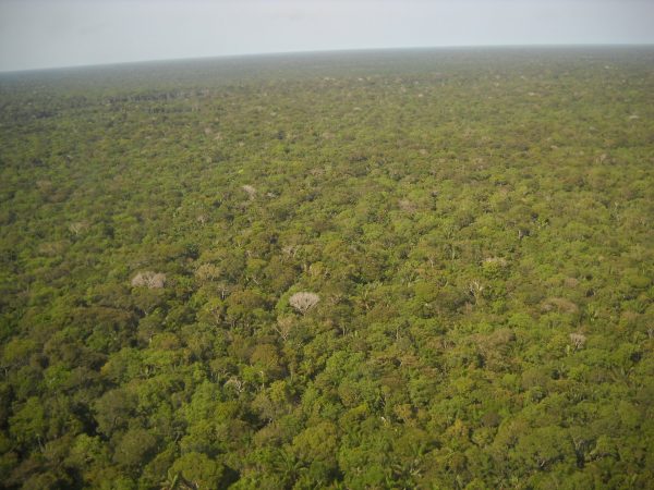 Amazonas allt sämre på att binda koldioxid - Supermiljöbloggen