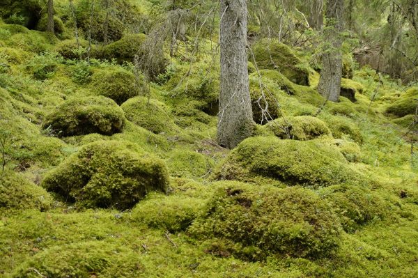Ny rapport: Sveriges skogar närmar sig en ekologisk gräns - Supermiljöbloggen