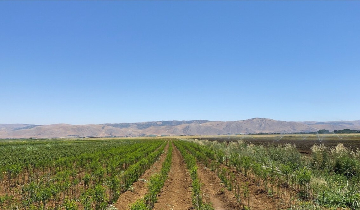 Lebanon’s food crisis shows why resilient local food systems matter | Sustainable Food Trust