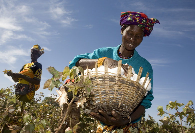 Burkina Faso Association Seeks $ 83 Million from Monsanto over GMO Cotton Failure - Sustainable Pulse