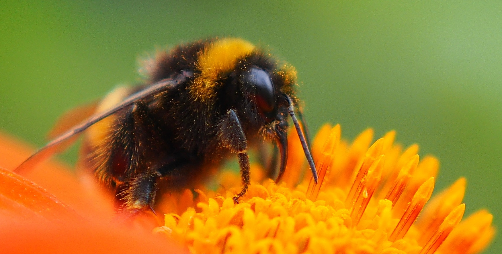 BumbleBee: a new trendy loader for Initial Access Brokers