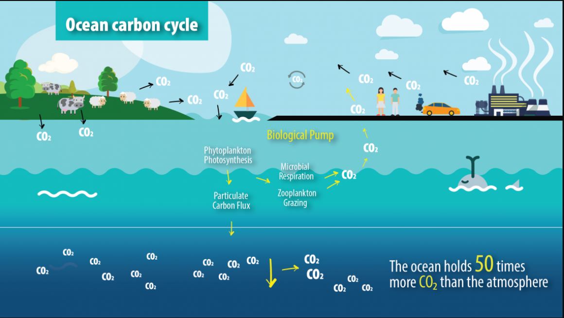 Ocean carbon ‘major blind spots’ may (or must?) skew climate forecasts | Tallbloke's Talkshop
