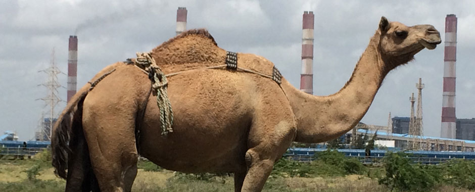How pastoralists in Kutch respond to social and environmental uncertainty – TAPESTRY