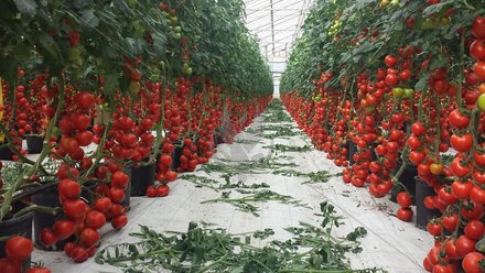Russia lifts ban for tomato imports from 9 countries - Tashkent Times