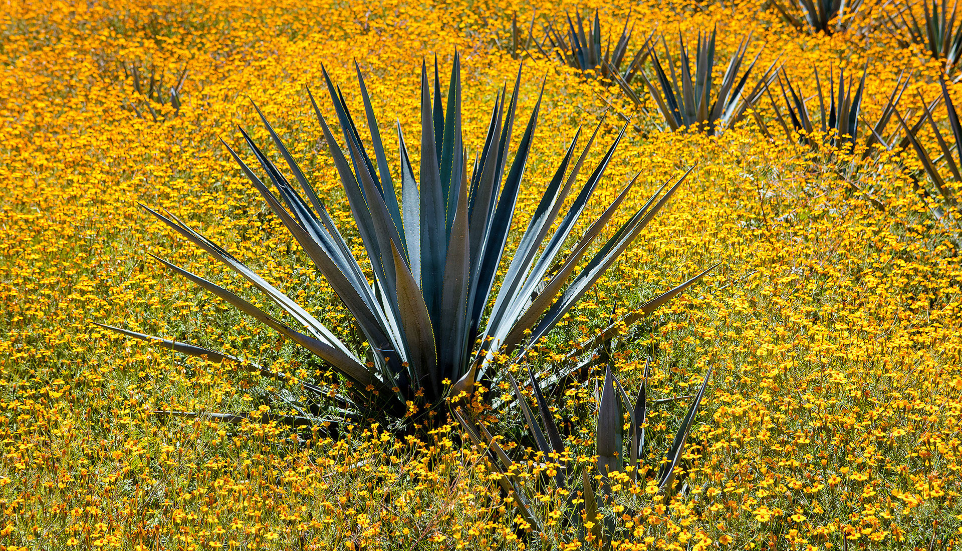 Agave Crisis: Boom, Bust or Business As Usual? | TasteTequila