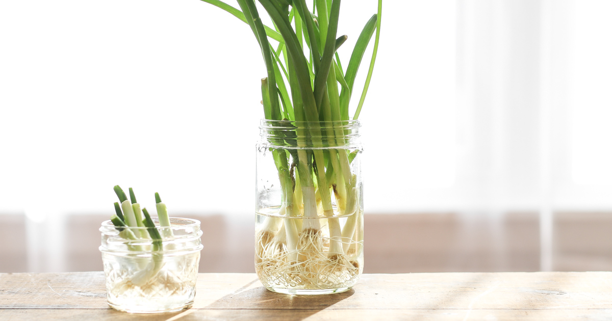 how to grow green onions from cuttings | tasty seasons