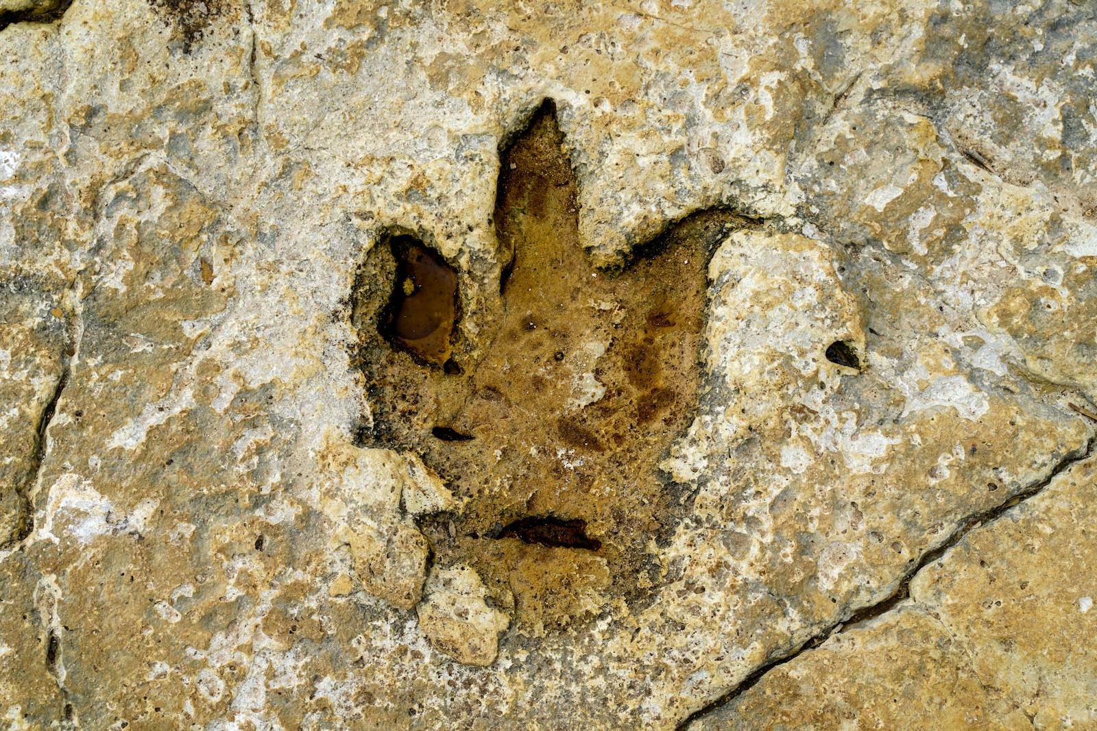Inteligența artificială ajută la descifrarea urmelor de dinozauri