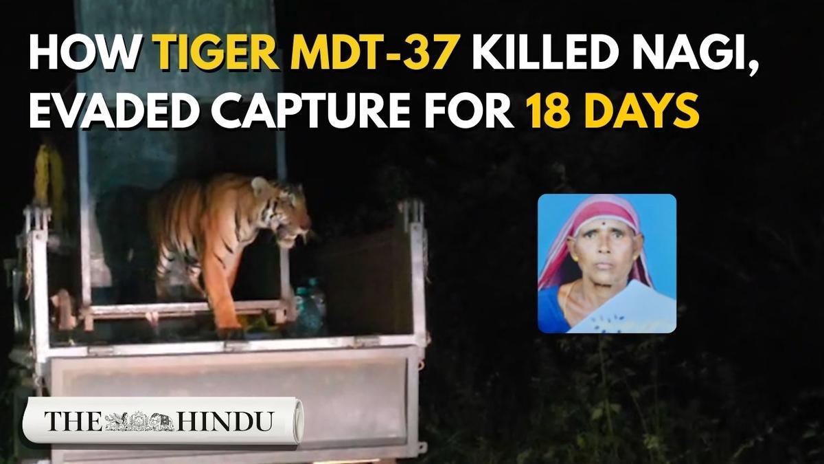Watch: Deadly tiger MDT-37’s capture exposes Nilgiris man–animal conflict - The Hindu