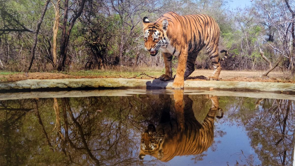Tigers in Andhra Pradesh forest documented for the first time - The Hindu