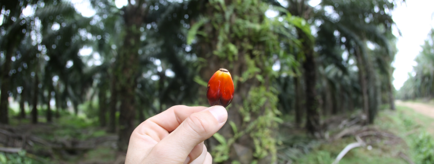 Polluting with impunity: Palm oil companies flout regulations in Ecuador — CSPO