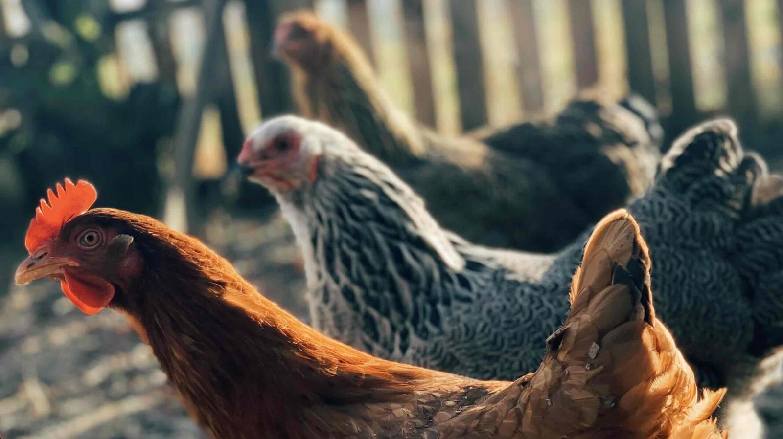 Bird Flu Beyond Birds: Scientists Reveal Expanding Threat After Virus's Species Jump - The Debrief