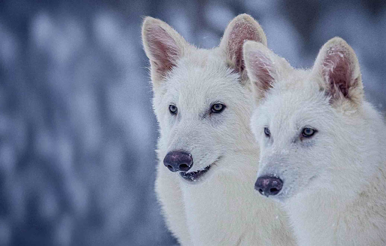 The Dire Wolf, an Extinct Canine that Roamed Prehistoric America, Has Been Resurrected - The Debrief