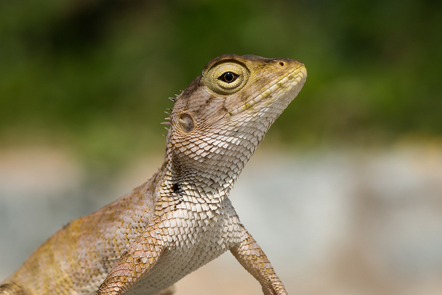 British police arrest alleged "Lizard Squad" hacker
