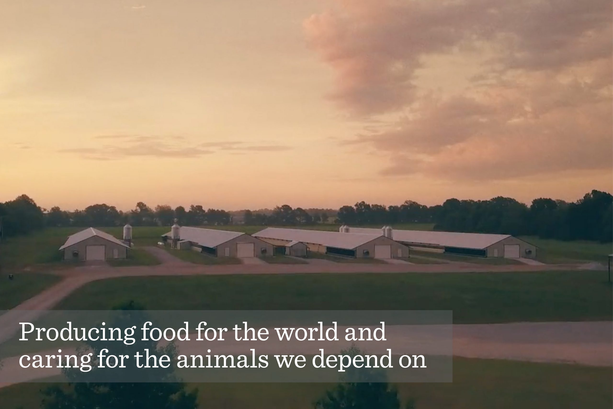 Animal Welfare: Broiler Research Farm | Tyson Foods