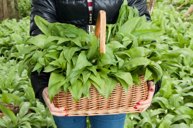 Identifying and Picking Wild Garlic | The Greedy Vegan