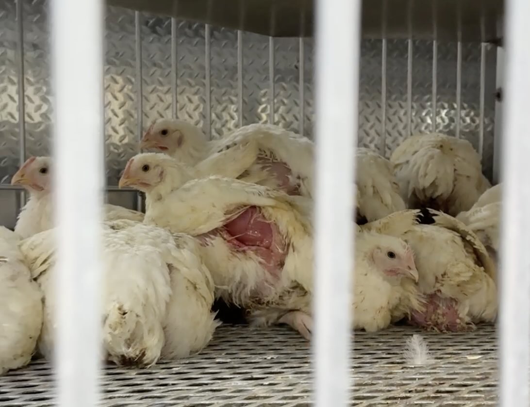 Despite Temporary Closures, Avian Flu Spreads in NYC's Live Animal Markets - Their Turn