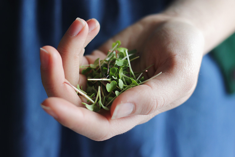 How To Grow Microgreens - The Merrythought