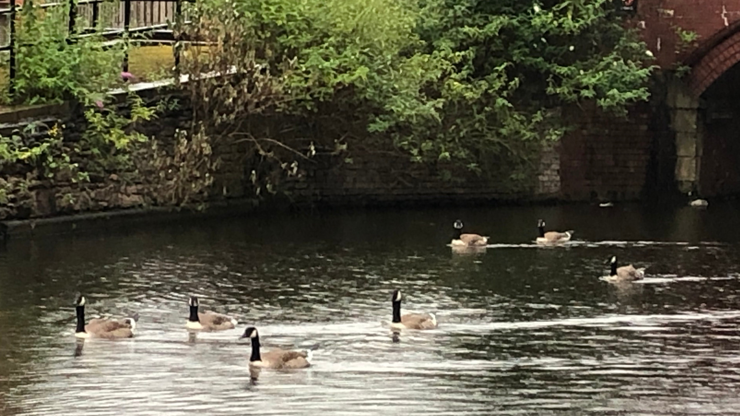 Avian Botulism believed responsible for goose deaths on Ashton Canal - The Meteor