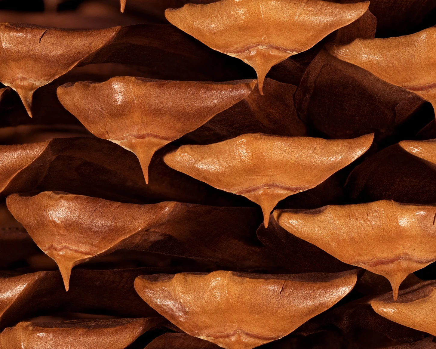 Local photographer challenges audiences to see pinecones anew | The Murray Sentinel