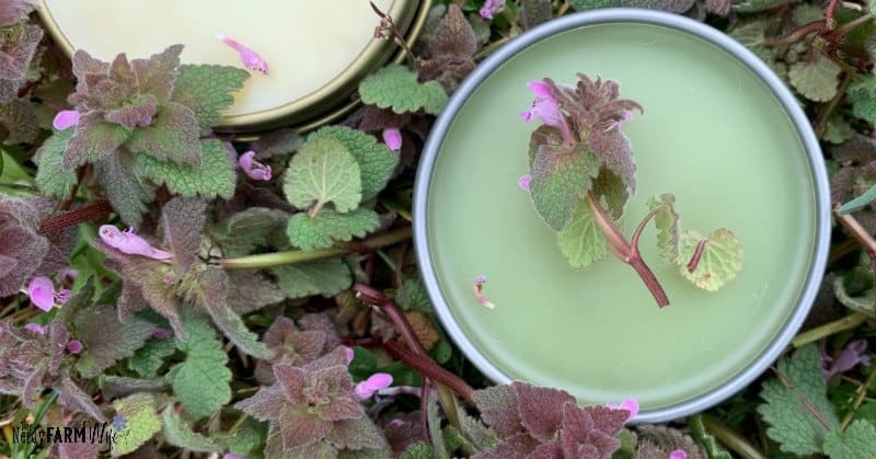 How to Make Purple Dead Nettle Salve (3 recipes)