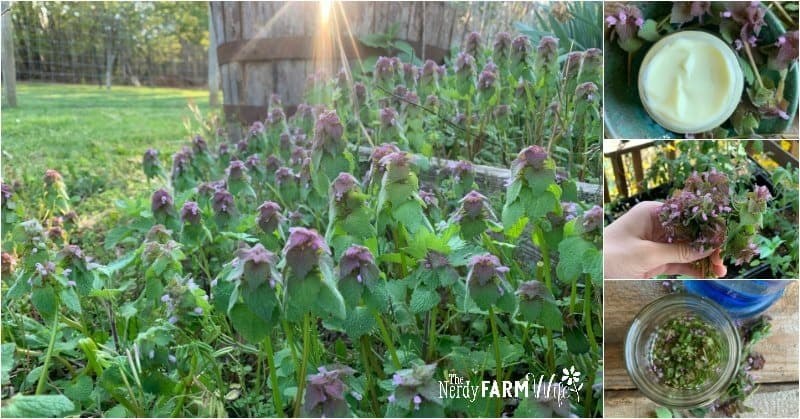 9+ Things to Make with Purple Dead Nettle (+printable!)