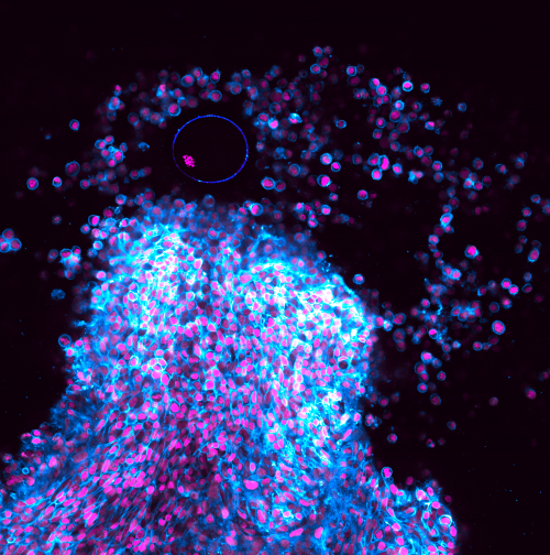 Ovulation filmed from start to finish for the first time - the Node